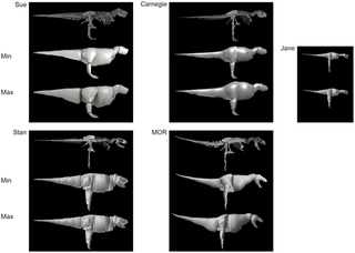 Illustration for article titled Tyrannosaurus rex was much, much bigger than we thought